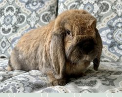 Lottie - FOR SALE - $75 - Spayed Tort Mini Lot Senior Doe - Available Immediately