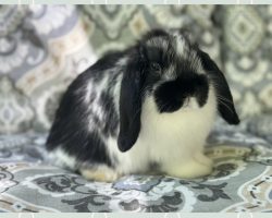 Clover - FOR SALE - $425 - Broken Black Doe - Available Immediately